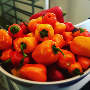 orange habanero pepper photo